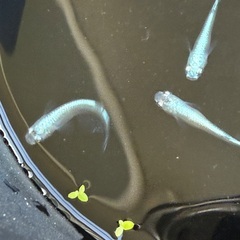 土日　幹之メダカ若魚、マツモ、エビ　中央区　晴海トリトン付近の画像