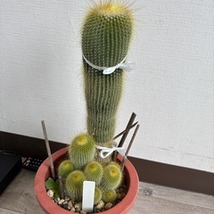 サボテン　植物　子株　鉢の画像