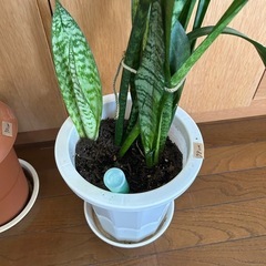 観葉植物[サンセベリア　ゼラニカ(虎の尾)]78cmの画像
