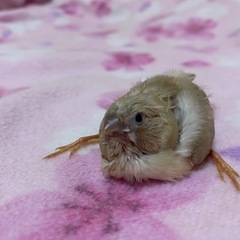 錦華鳥里親募集