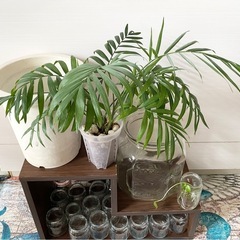 テーブルヤシ4株／モンステラデリシオーサ大粒の種からの実生3苗／瓶と植木鉢／飾り棚の画像
