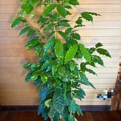 コーヒーの木の画像