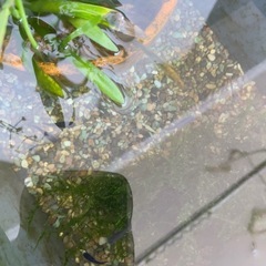 黒天弦龍めだか５匹の画像