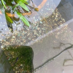 黒天弦龍めだか５匹の画像