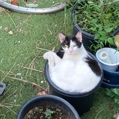 松江市　野良猫の避妊手術のため捕獲や一時サポートをお願いで…