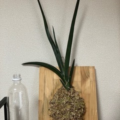 サンスベリア　虎の尾　多肉植物　の画像