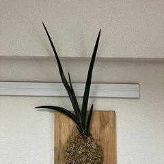 サンスベリア　虎の尾　多肉植物　の画像