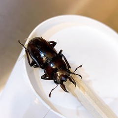 クワガタ　先着の画像