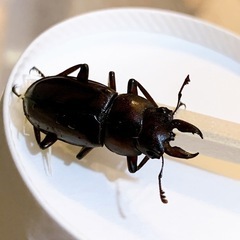 クワガタ　先着の画像