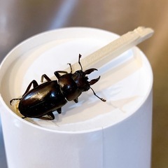 クワガタ　先着の画像