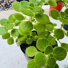 アロマティカス（ハーブ　虫よけ）の画像
