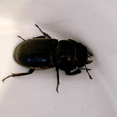 先着　クワガタの画像