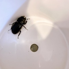 先着　クワガタの画像