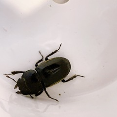 先着　クワガタの画像