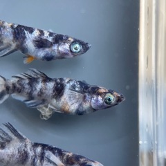 【メダカ屋　恵作めだか】飼育場対面販売　8月1日(土)　在庫一掃即売会　お知らせの画像