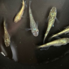 【メダカ屋　恵作めだか】飼育場対面販売　8月1日(土)　在庫一掃即売会　お知らせの画像