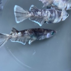 【メダカ屋　恵作めだか】飼育場対面販売　8月1日(土)　在庫一掃即売会　お知らせの画像