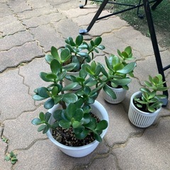 お話し中。金のなる木の画像