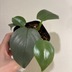 ランキングキーワードに紐づく投稿画像-観葉植物