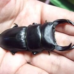 奈良県産オオクワガタ F1 ♂67.2ミリ ♀43ミリ ペアの画像