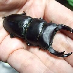 奈良県産オオクワガタ F1 ♂67.2ミリ ♀43ミリ ペアの画像