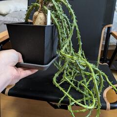 ユーフォルビアのクンチーの画像