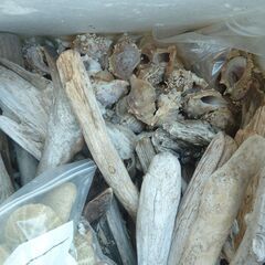 流木・貝など まとめての画像