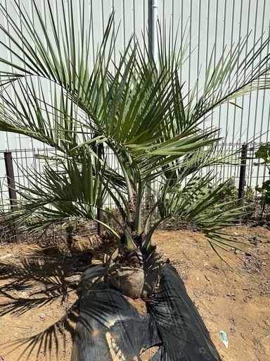 ココスヤシ　① 土上140cm 幹の太さ25cm