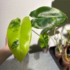 バールマルクスの画像