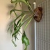 ランキングキーワードに紐づく投稿画像-観葉植物