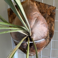 観葉植物　ビカクシダ　大型　ビフルカツム　ネザーランド　胞子葉と貯水葉共に盛ん(分岐子株出現3ヶ所摘出後)の画像