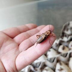 ペット用活餌昆虫①の画像