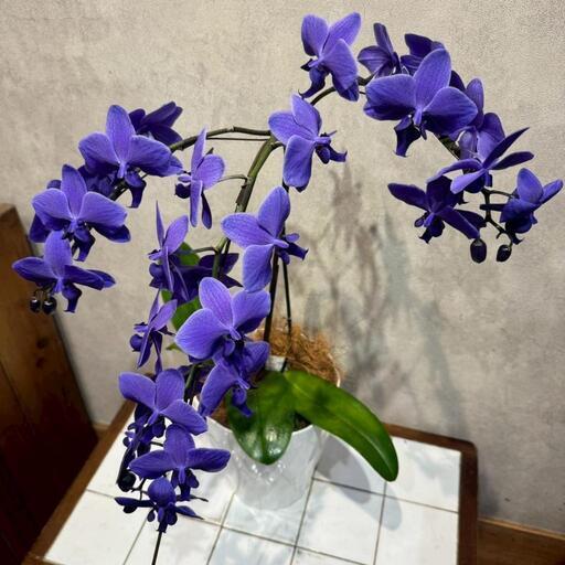 入荷少なめです❗️超希少❗️胡蝶蘭❤️ブルージーン　1本立 入荷少なめです❗️超希少❗️胡蝶蘭❤️ブルージーン 1本立