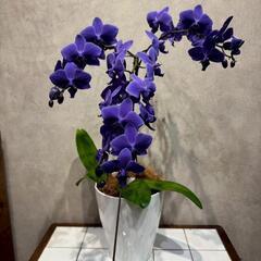 超希少❗️胡蝶蘭❤️ブルージーン　1本立現品のみ‼️の画像