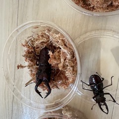 自由にお選びください！ミヤマクワガタヒラタクワガタノコギリクワガタオスメスペア早い者勝ち！の画像