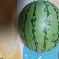 家庭菜園で収穫したスイカの画像