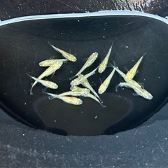 メダカ　すずらん　若魚　15匹❗️ めだかの画像