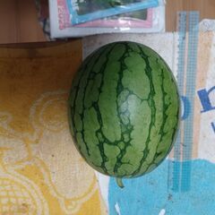 家庭菜園で収穫したスイカですの画像