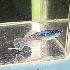 黒マージュ　若魚の画像