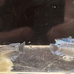 黒マージュ　若魚の画像