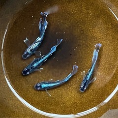 黒マージュ　若魚の画像