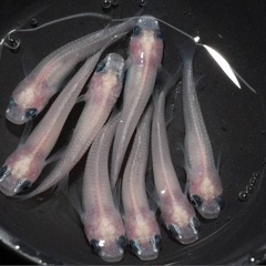 クリアホワイトパンダメダカ＊卵の画像