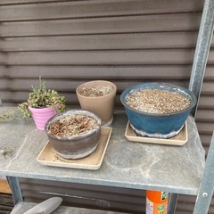 鉢など沢山　無料の画像