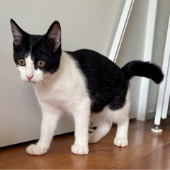 🩷【黒白ハチワレ子猫】🐈‍⬛🩷生後３ヶ月👶マイペース👸おっとり美...