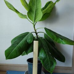 観葉植物 ゴムの木(フィッカス・アルテシーマ) No.1の画像