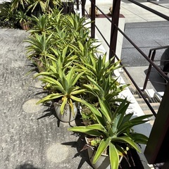アガベの画像