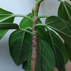 観葉植物 ゴムの木(フィッカス・アルテシーマ) No.1の画像