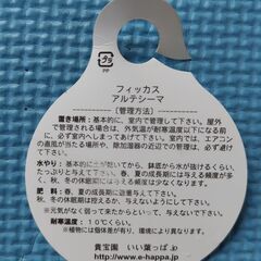 観葉植物 ゴムの木(フィッカス・アルテシーマ) No.1の画像
