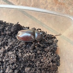 国産ミニカブトムシペアの画像