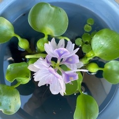 ホテイアオイ　2株の画像